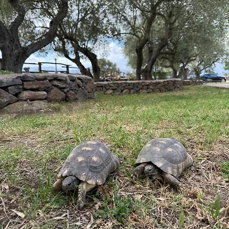 Iloghe Di Marras 도르갈리