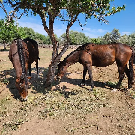 게스트하우스 Iloghe Di Marras 3*