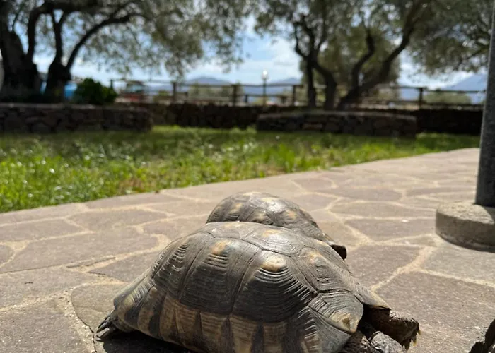 Гостевой дом Iloghe Di Marras 3*