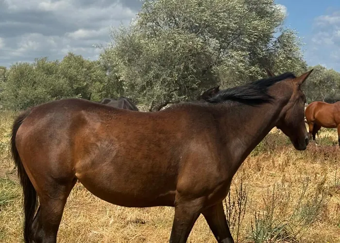 Гостевой дом Iloghe Di Marras Доргали