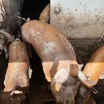 بيت ضيافة Iloghe Di Marras