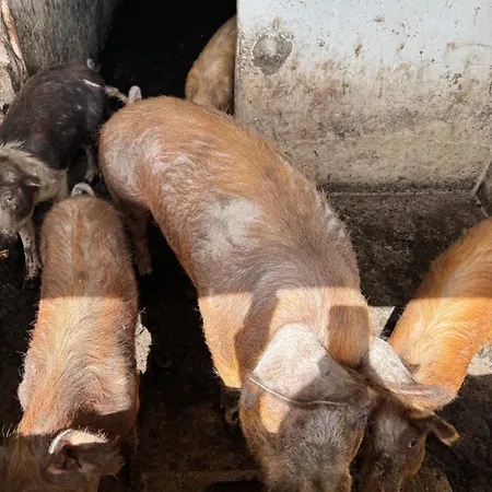 Konukevi Iloghe Di Marras