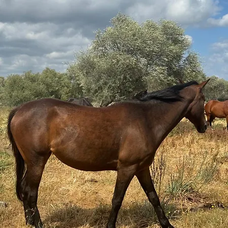 Gasthuis Iloghe Di Marras Dorgali