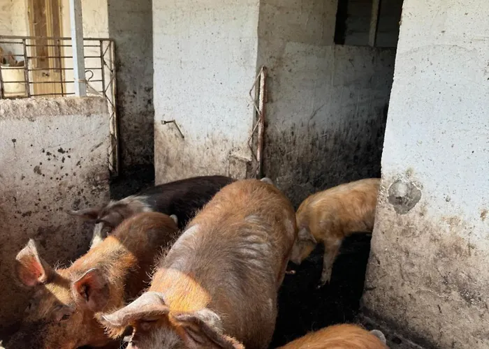 بيت ضيافة Iloghe Di Marras دورغالي