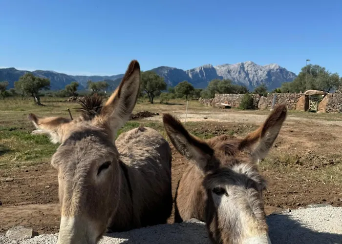 Iloghe Di Marras بيت ضيافة دورغالي