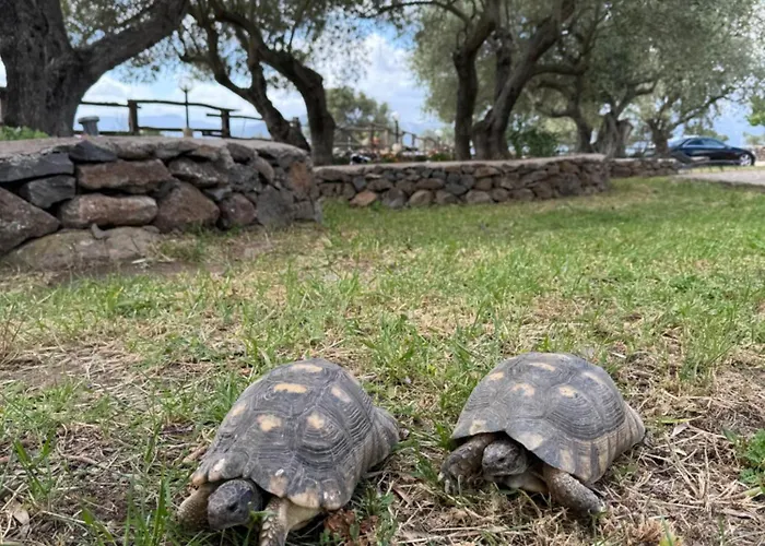 Iloghe Di Marras دورغالي