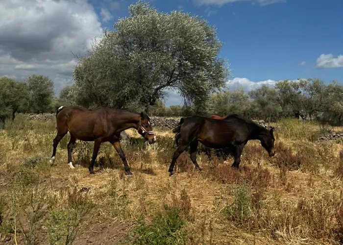 بيت ضيافة Iloghe Di Marras 3*