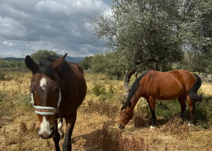 Iloghe Di Marras دورغالي