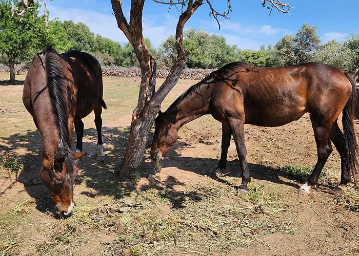 بيت ضيافة Iloghe Di Marras 3*