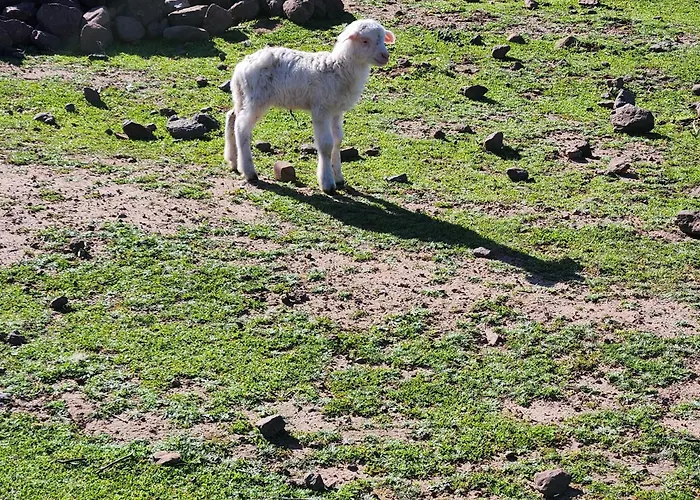 بيت ضيافة Iloghe Di Marras 3*